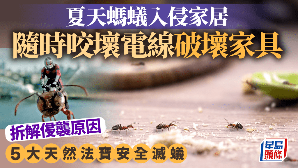 螞蟻