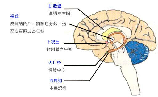 拖延是情緒調節問題,源於任務厭惡和負面情緒。大腦杏仁核啟動逃避機制,追求短期愉悅,形成惡性循環。前額葉與邊緣系統對抗,多巴胺強化拖延習慣。