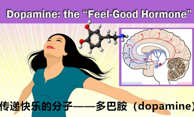 本段落深入探討快樂記憶短暫的原因，從神經科學角度解釋多巴胺的瞬時獎勵機制及其半衰期，以及大腦對重複刺激的適應性消耗。同時，也闡述了大腦記憶系統的「消極偏好」，即對負面事件的記憶更為深刻和持久，這是一種演化而來的生存策略，導致人類需要刻意培養正向記憶。